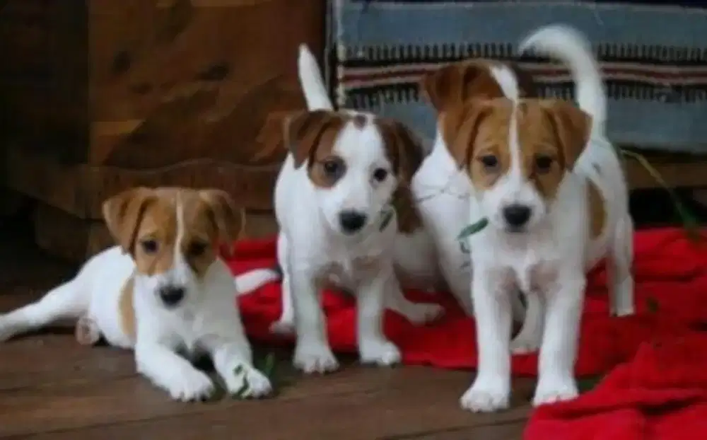 DIJUAL ANAK ANJING JACK RUSSELL
