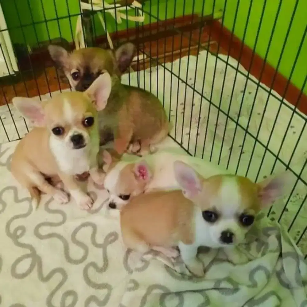 DIJUAL ANAK ANJING CHIHUAHUA