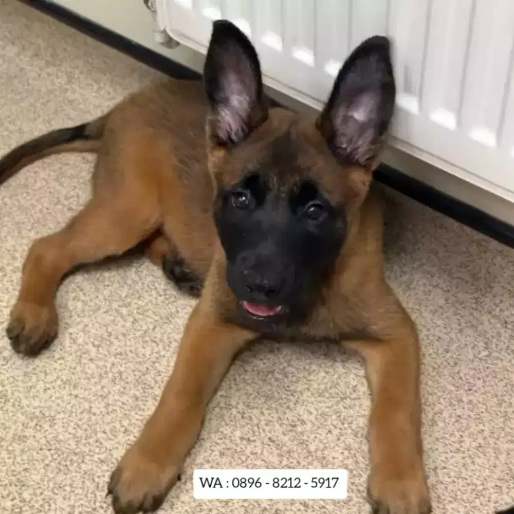 JUAL ANJING BELGIAN MALINOIS