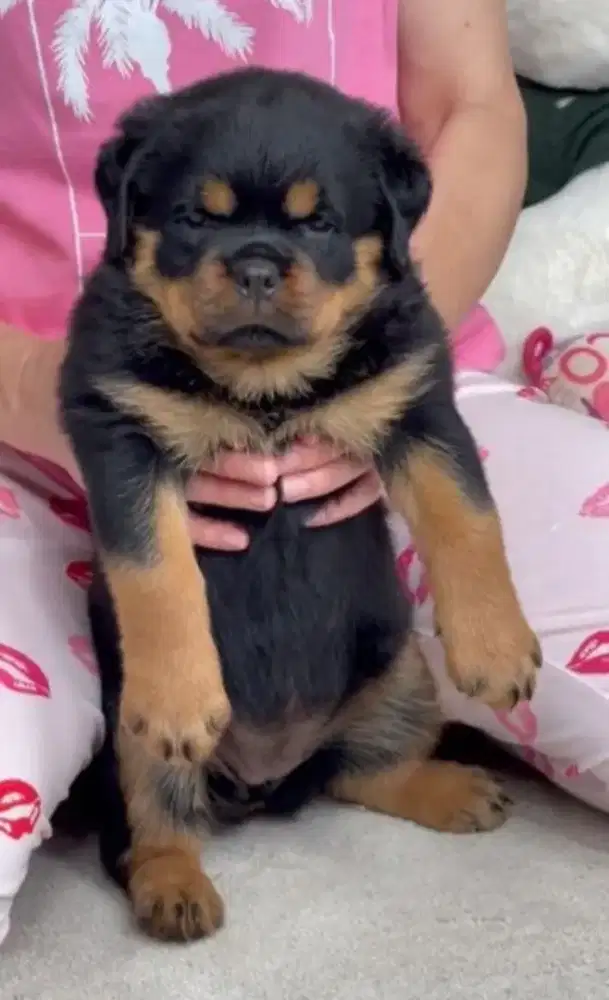 DIJUAL ANAK ANJING ROTTWEILER