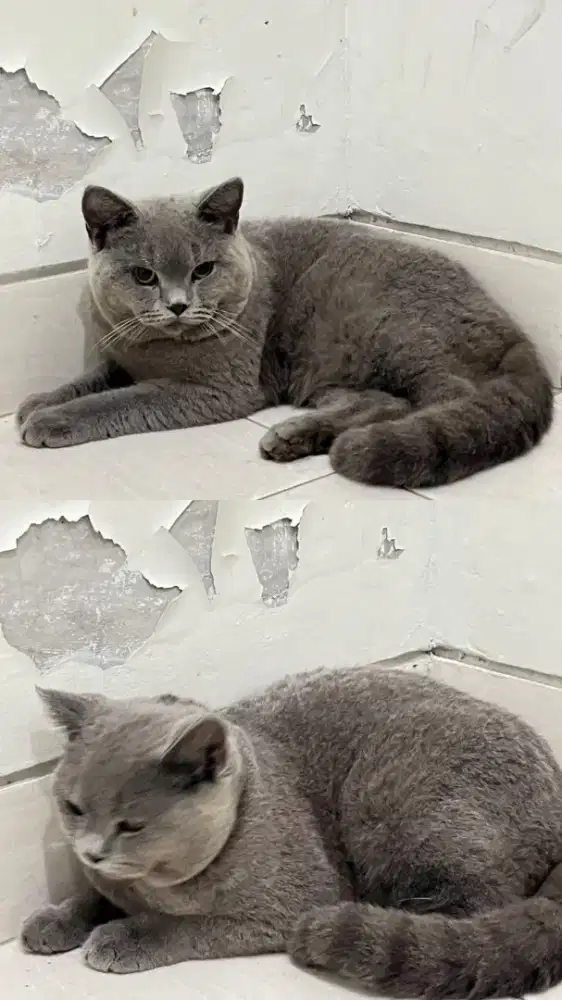 BSH BRITTISH SHORTHAIR JANTAN 7BLN LINE PED