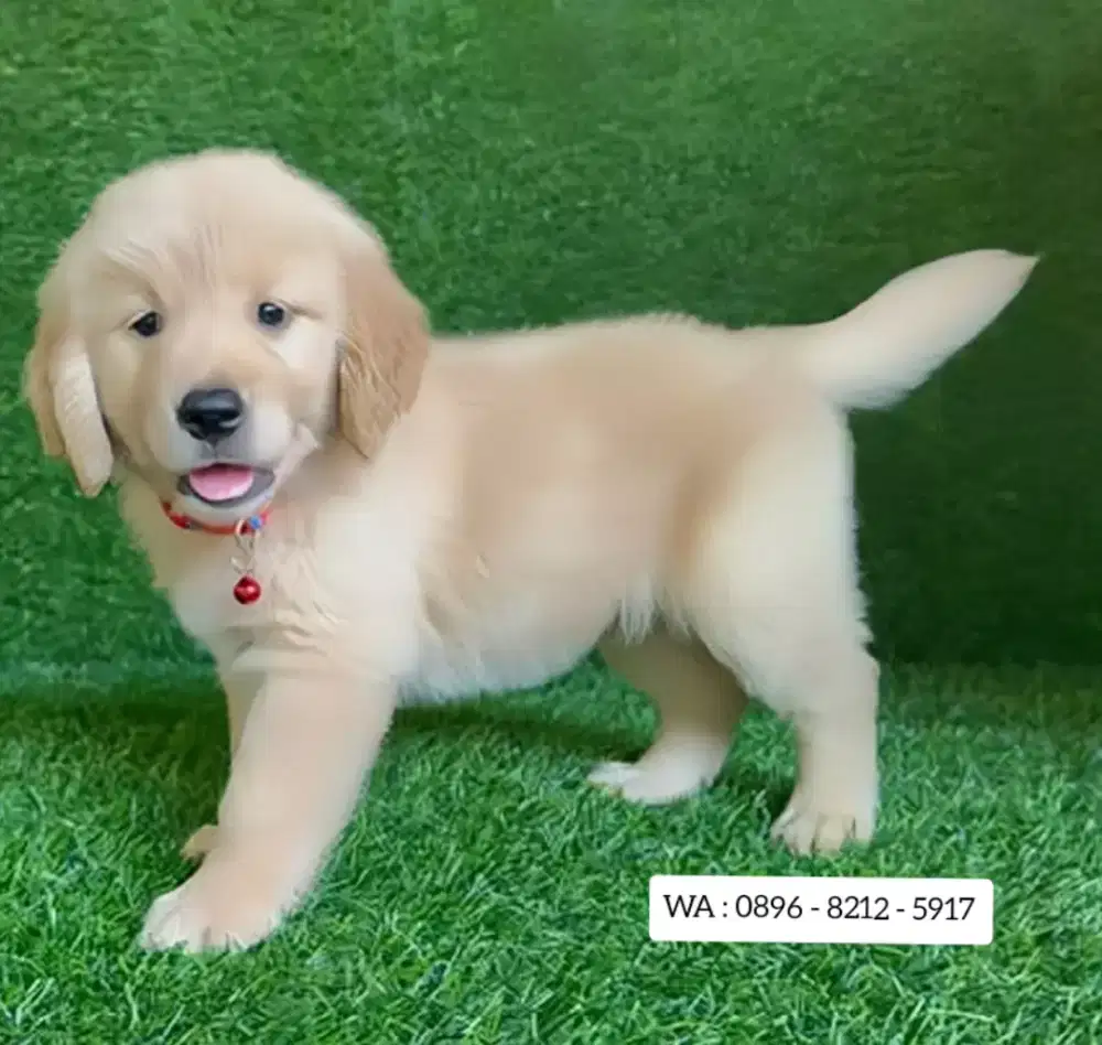 JUAL ANJING GOLDEN RETRIEVER