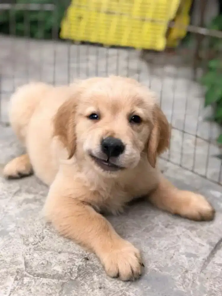 DIJUAL ANAK ANJING GOLDEN RETRIEVER