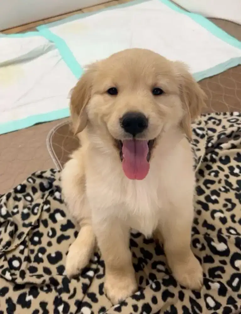 DIJUAL ANAK ANJING GOLDEN RETRIEVER