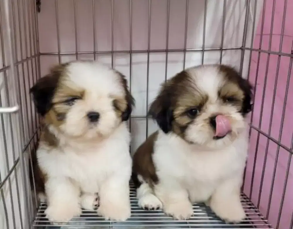 JUAL ANJING SHIHTZU