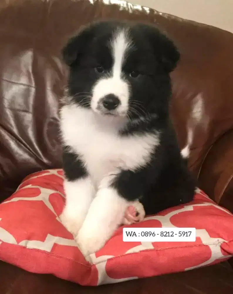 JUAL ANJING BORDER COLLIE