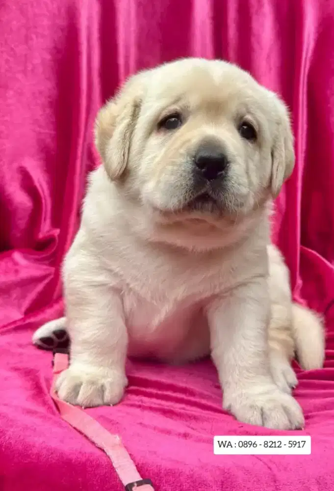 JUAL ANJING LABRADOR RETRIEVER