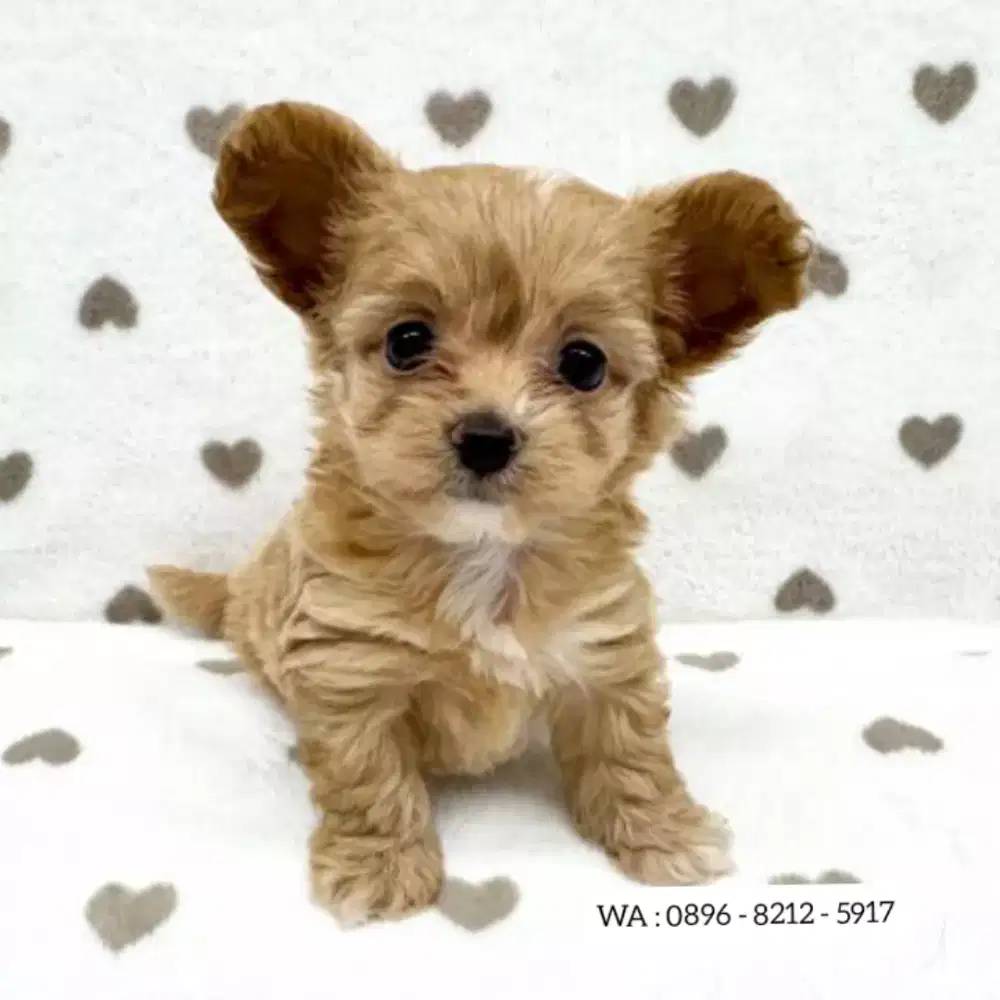 JUAL ANJING POODLE MIX POM