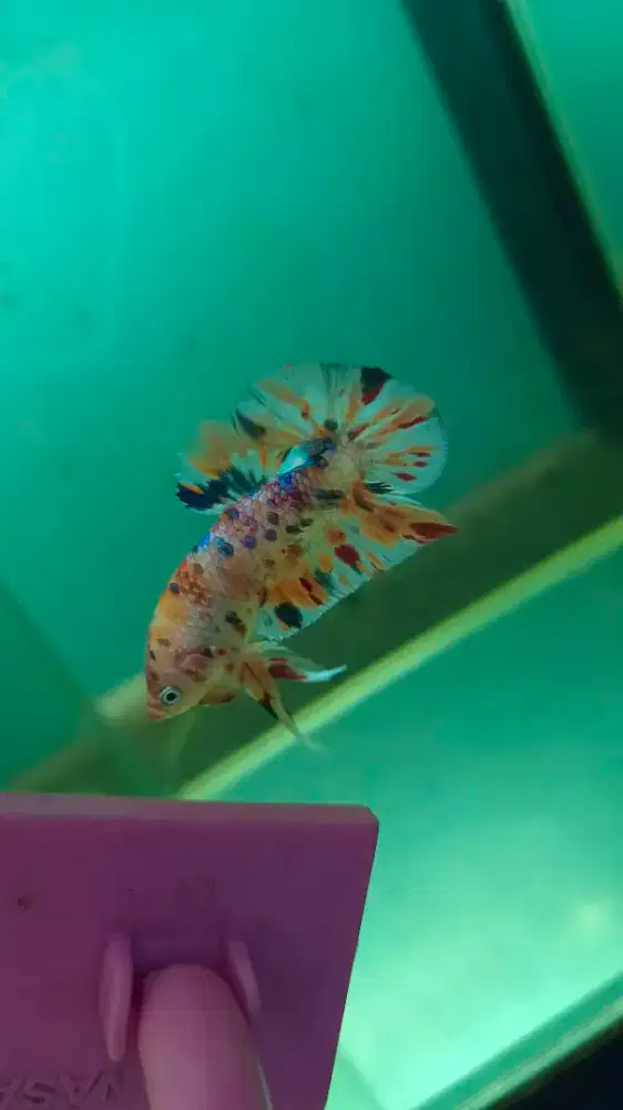 PLAKAT MULTICOLOUR FOR CONTEST