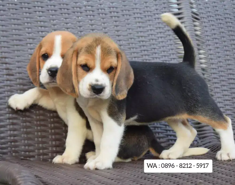 DIJUAL ANJING BEAGLE