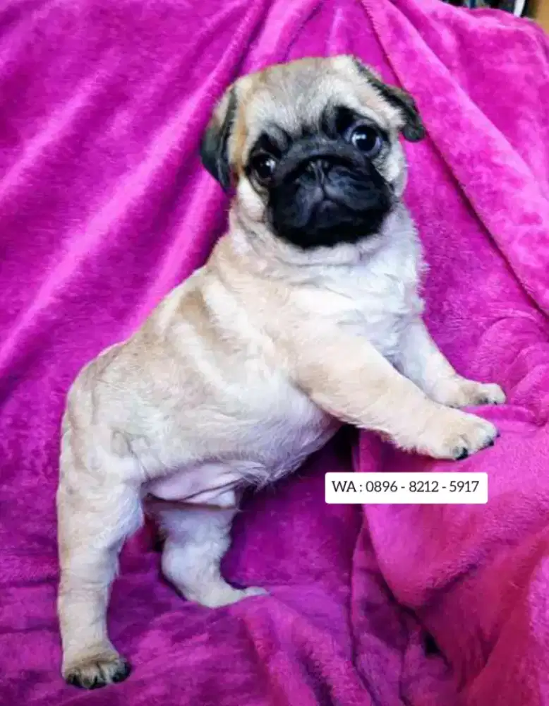 JUAL ANJING PUG