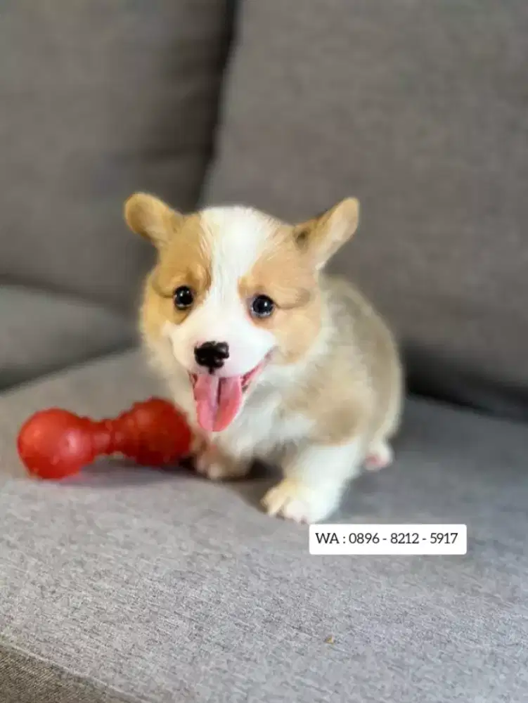 JUAL ANJING WELSH CORGI