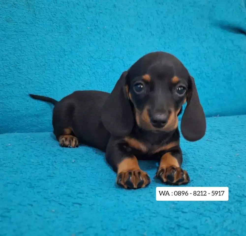 JUAL ANJING TEKEL DACHSHUND