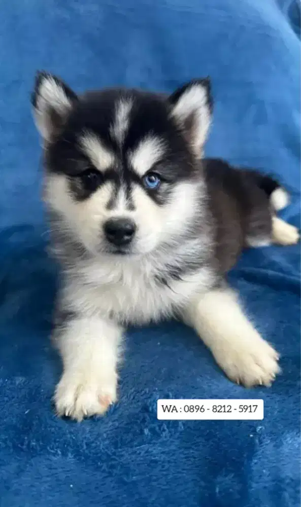 JUAL ANJING SIBERIAN HUSKY