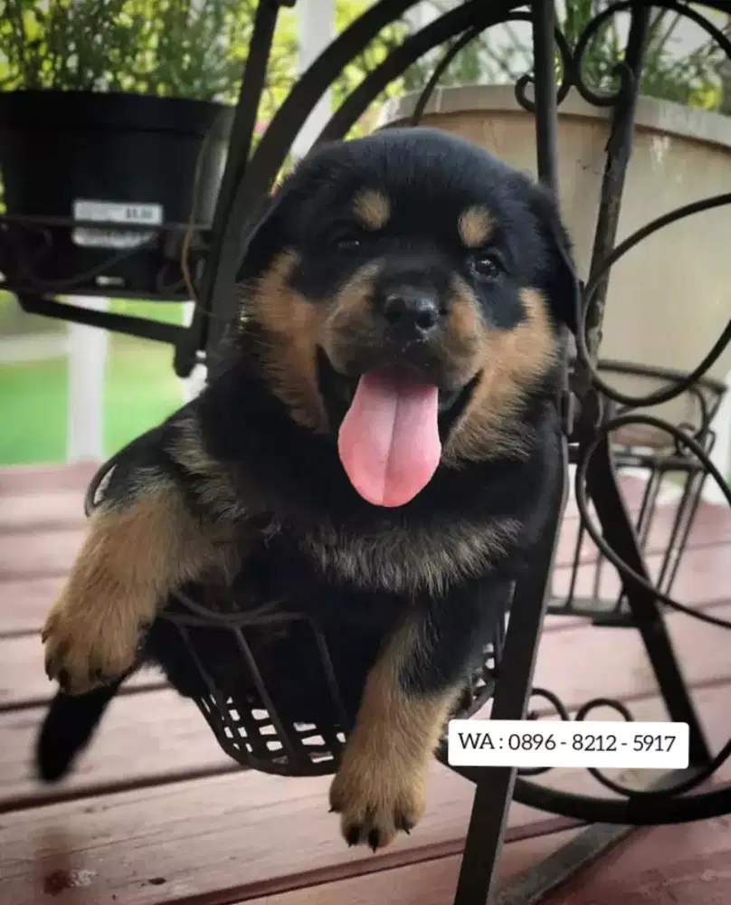 JUAL ANJING ROTTWEILER