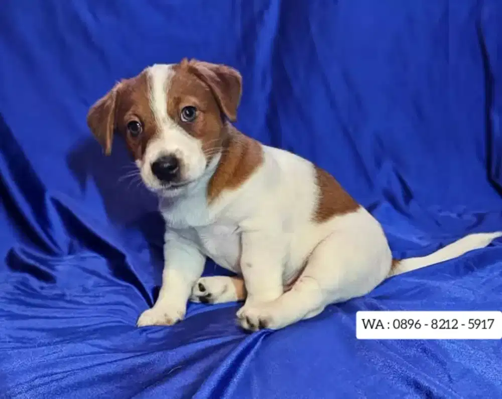 JUAL ANJING JACK RUSSELL TERRIER