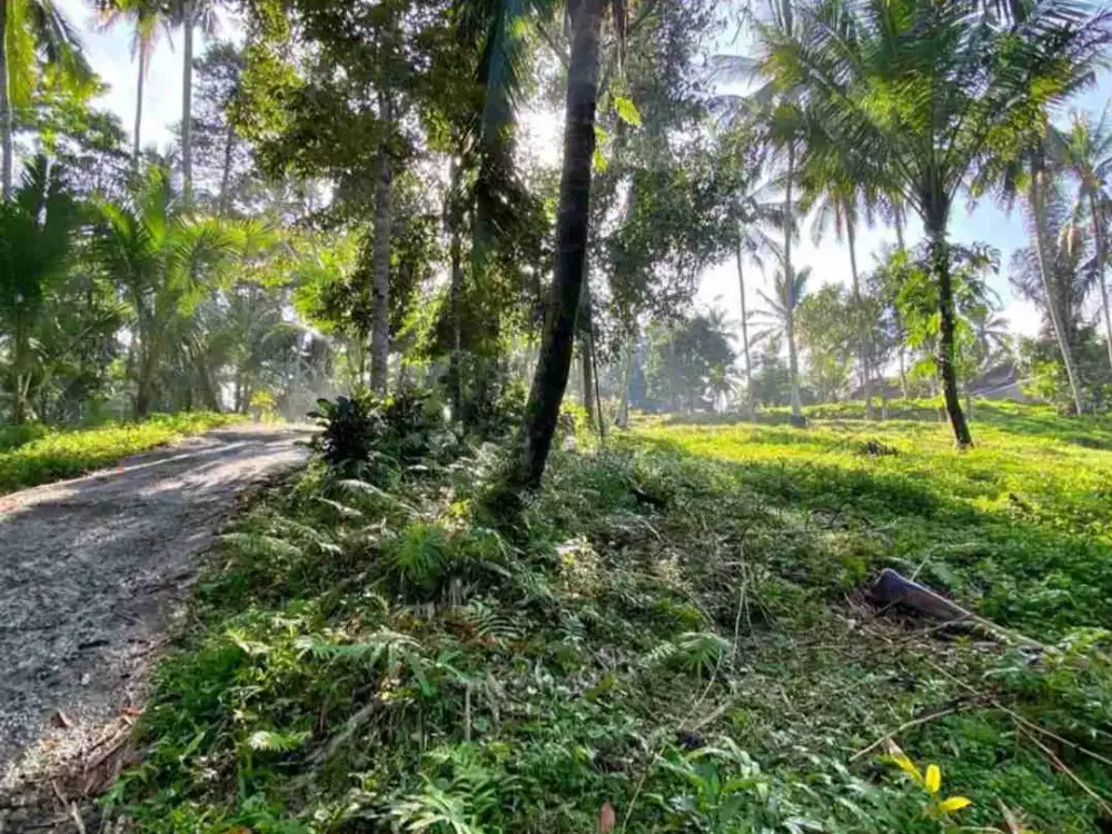 Tanah Kebun di Selemadeg Tabanan Bali