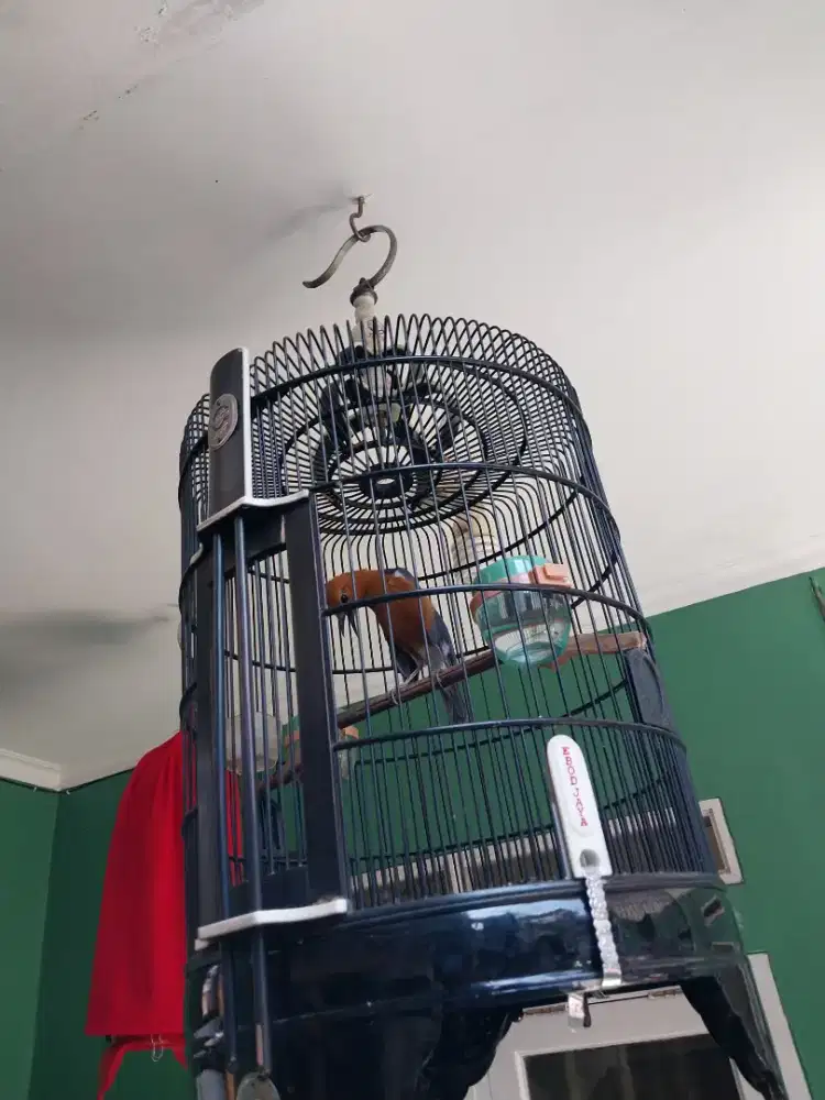 Anis merah gqcor teler atas bawah fullset