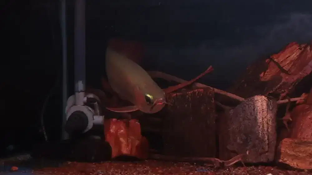 Arowana super red arwana