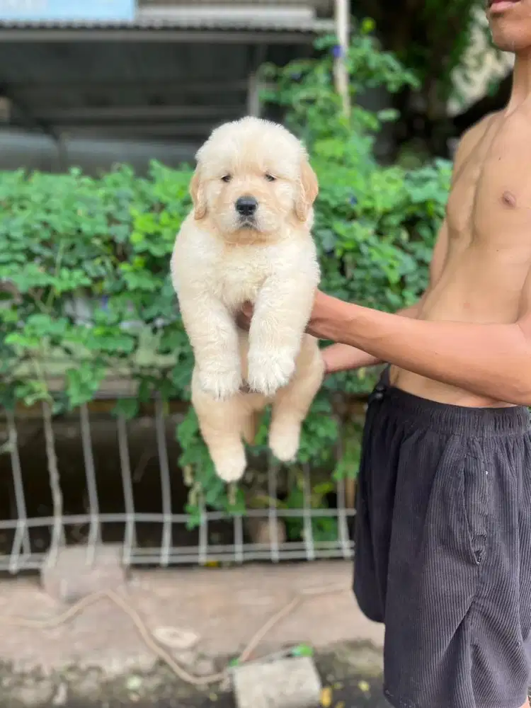 Sale golden retriever