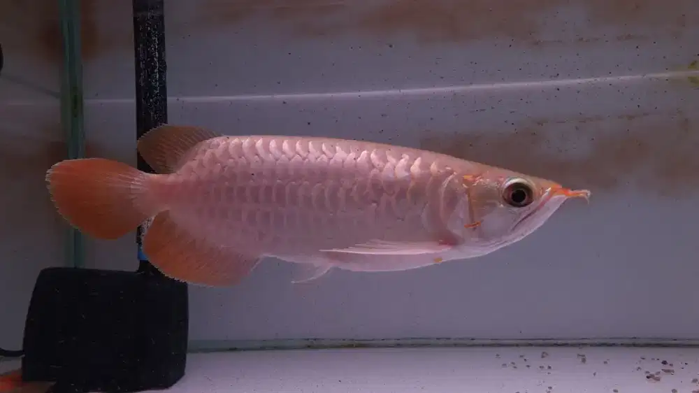 Arowana super red semi short body arwana