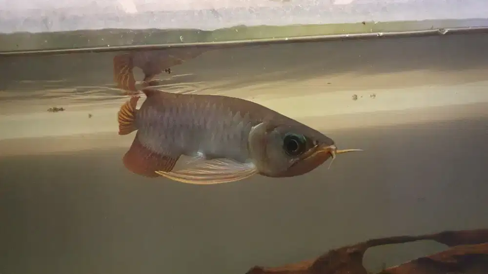 Arowana super red arwana