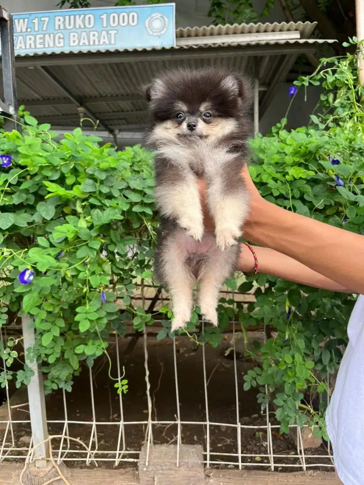 Sale 2 male minipom black tan murmer