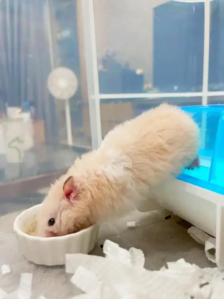 Hamster Syrian Longhair Senior Bekasi
