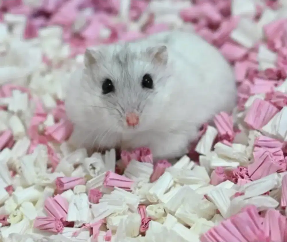 Hanster Winter Pearl Senior