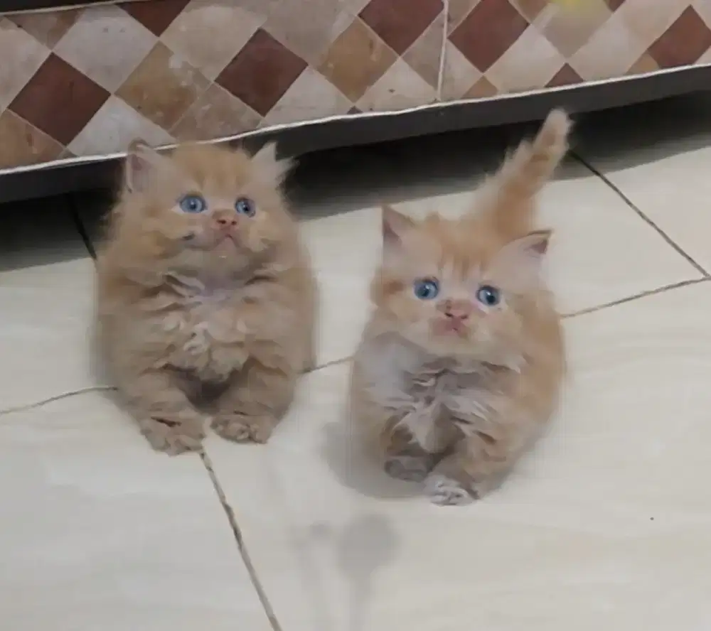 Sepasang Munchkin Minuete super cebol