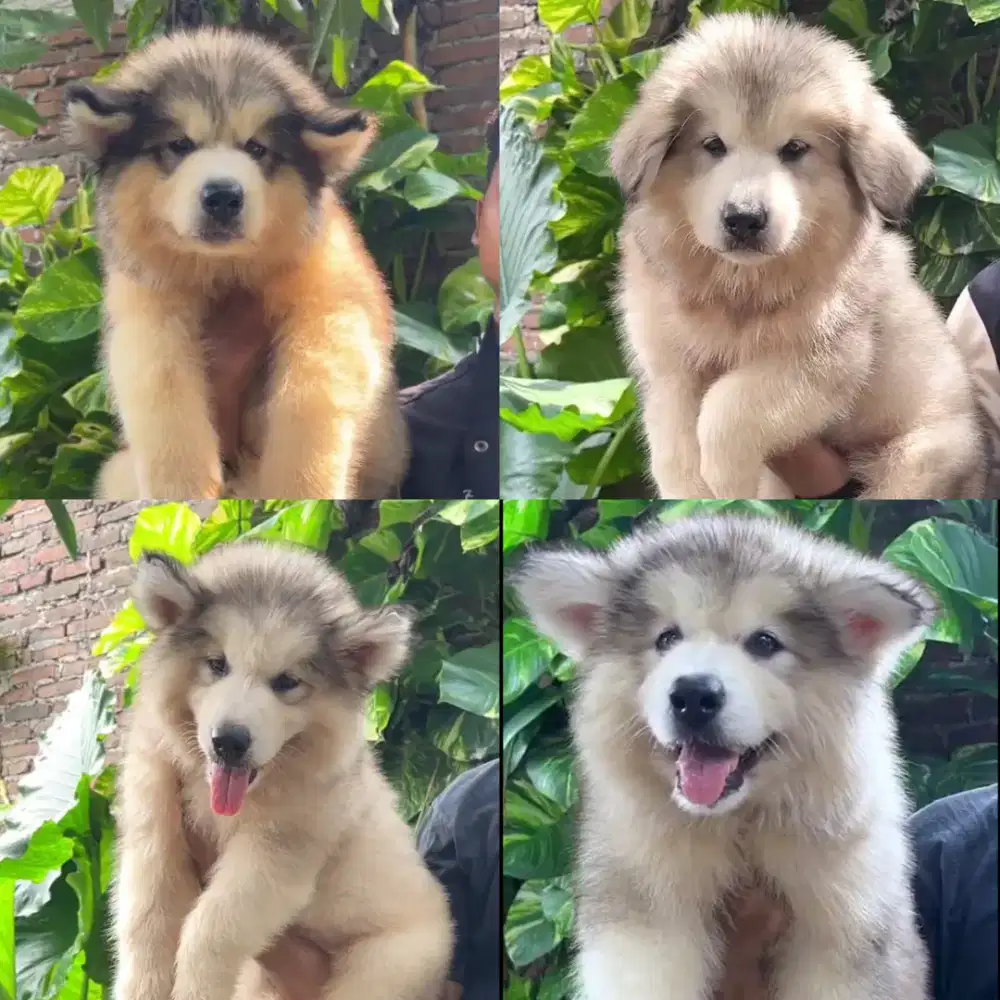 anjing ALASKAN MALAMUTE