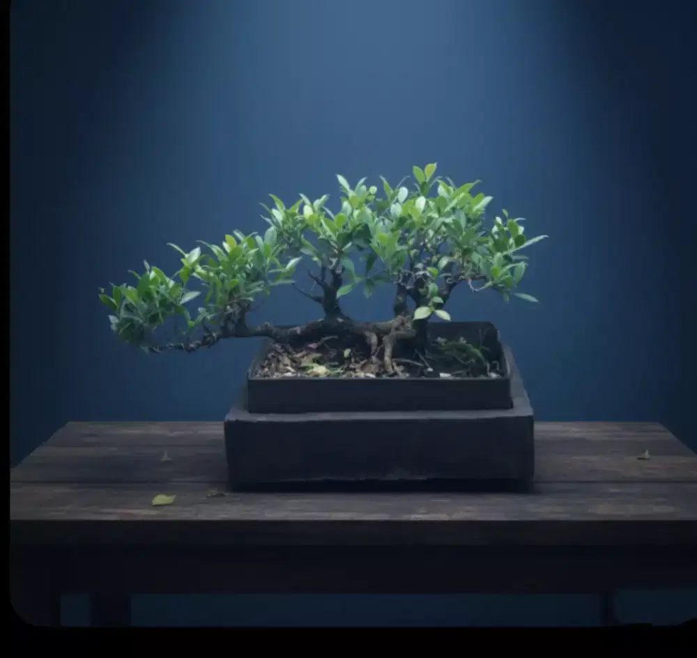 Bonsai kimeng raft style