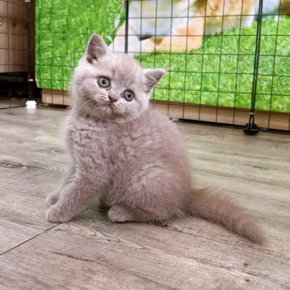 ANAK KUCING BRITISH SHORTHAIR