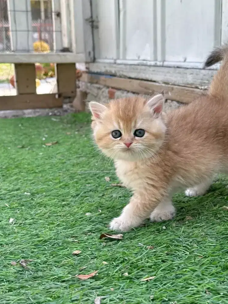 ANAK KUCING BRITISH SHORTHAIR