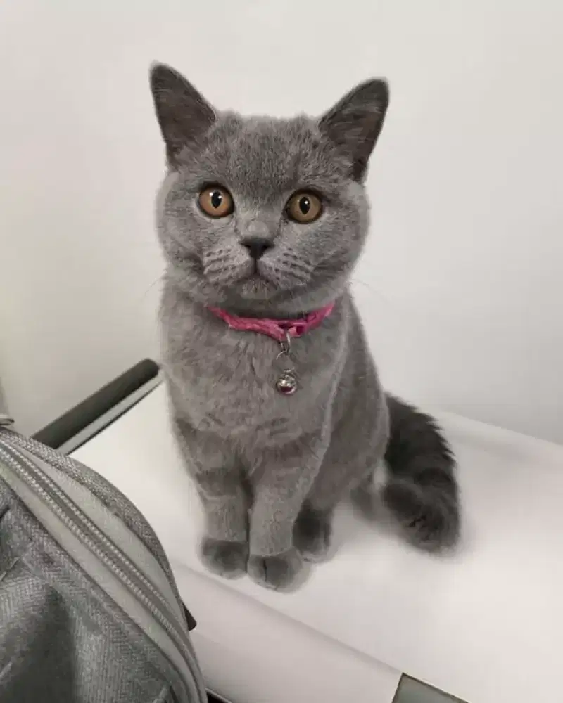 ANAK KUCING BRITISH SHORTHAIR