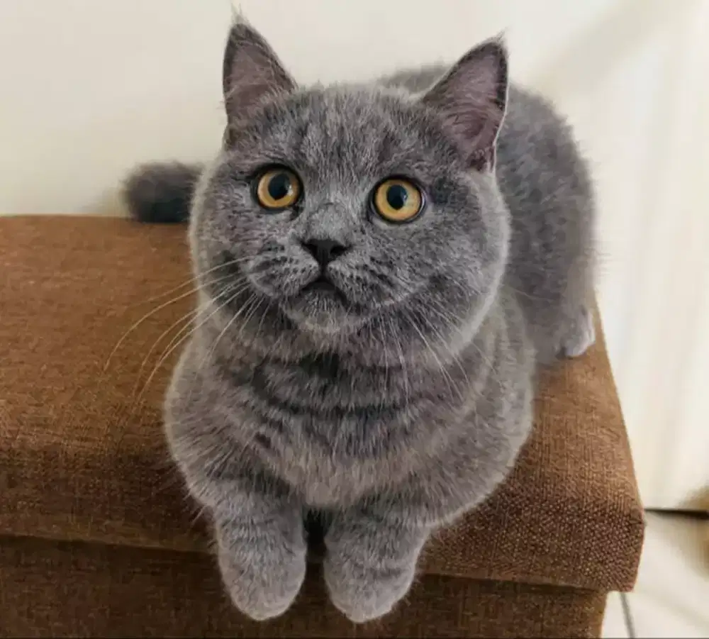 ANAK KUCING MUNCHKIN BRITISH