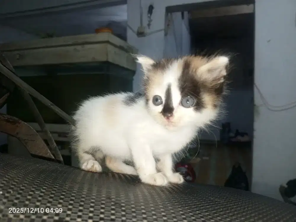 LEPAS ADOPSI KUCING PERSIAN