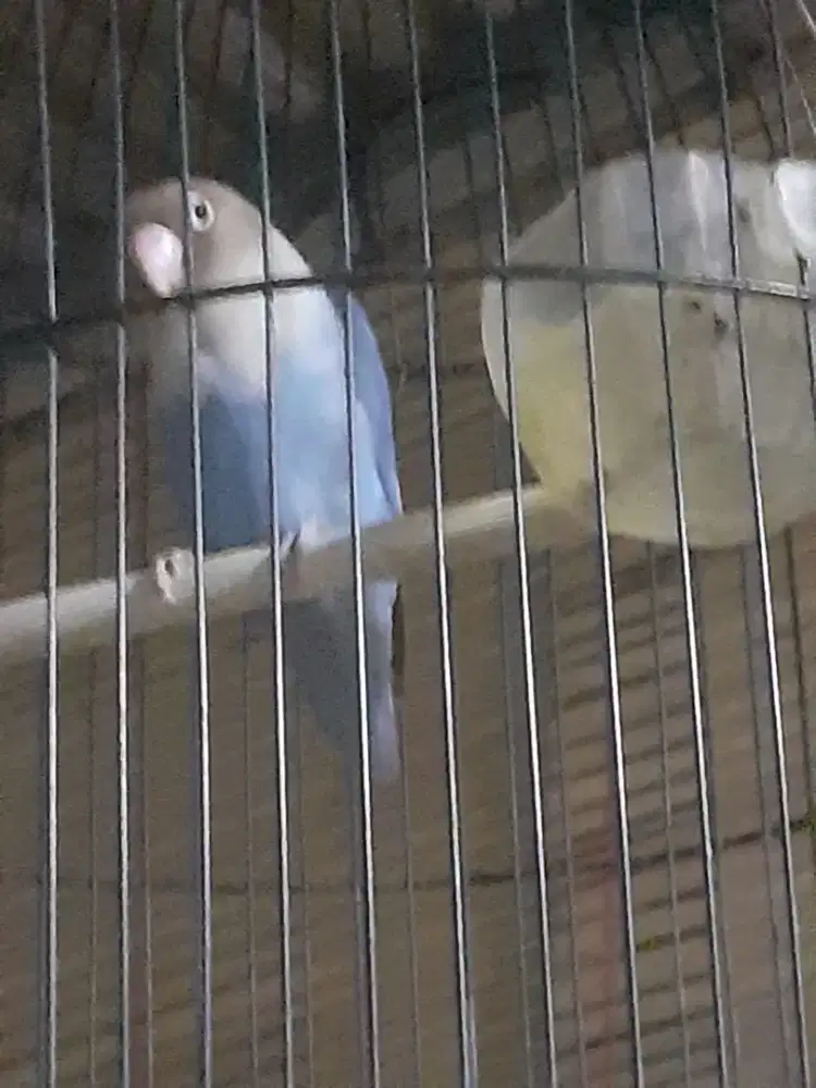 Jual burung love bird