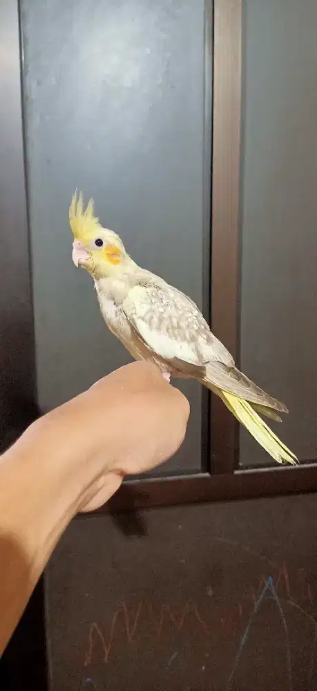 Parkit Australia - Falk Pearl - kakatua mini