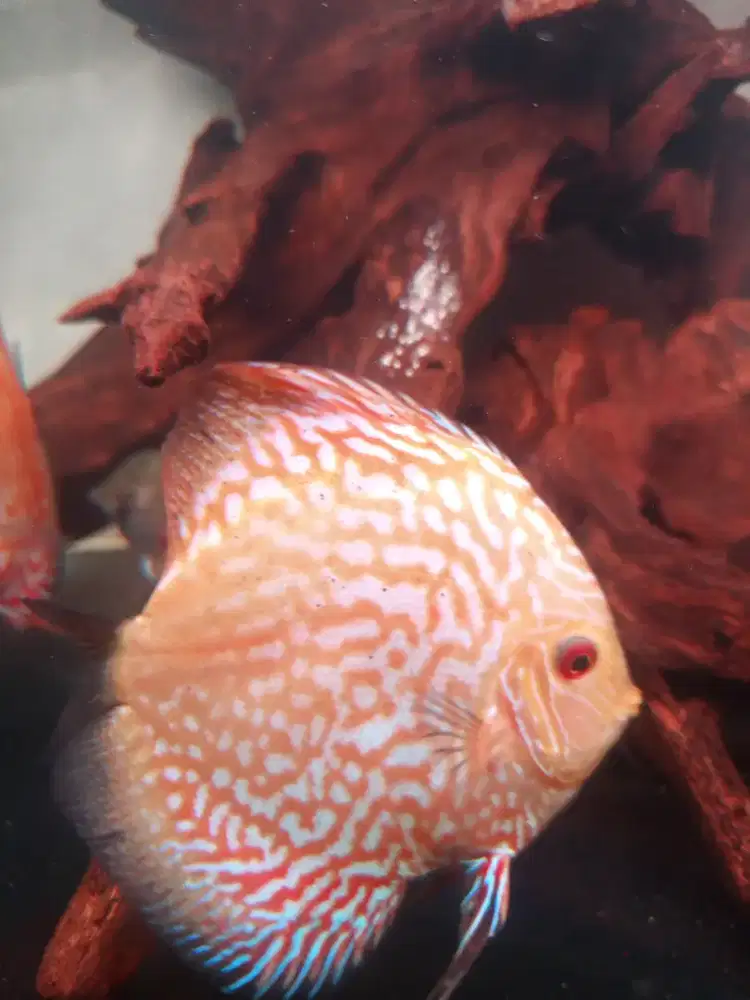 Bergantian menjaga telor