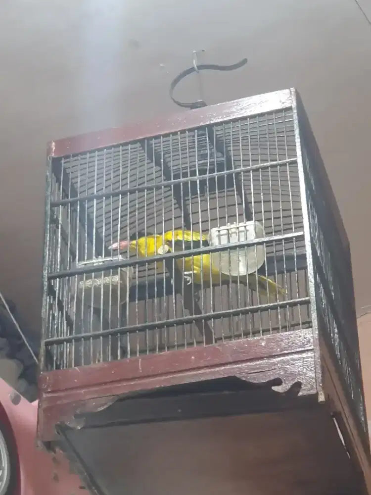 BURUNG KEPODANG SUMBAWA BUNYI/GACORAN BISA KIRIM KESELURUH INDONESIA