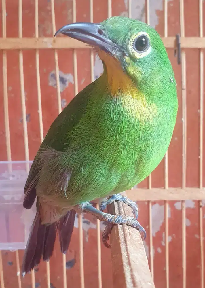 BURUNG MURAI BATU BUNYI ISIAN VOER TOTAL BISA KIRIM SELURUH INDONESIA