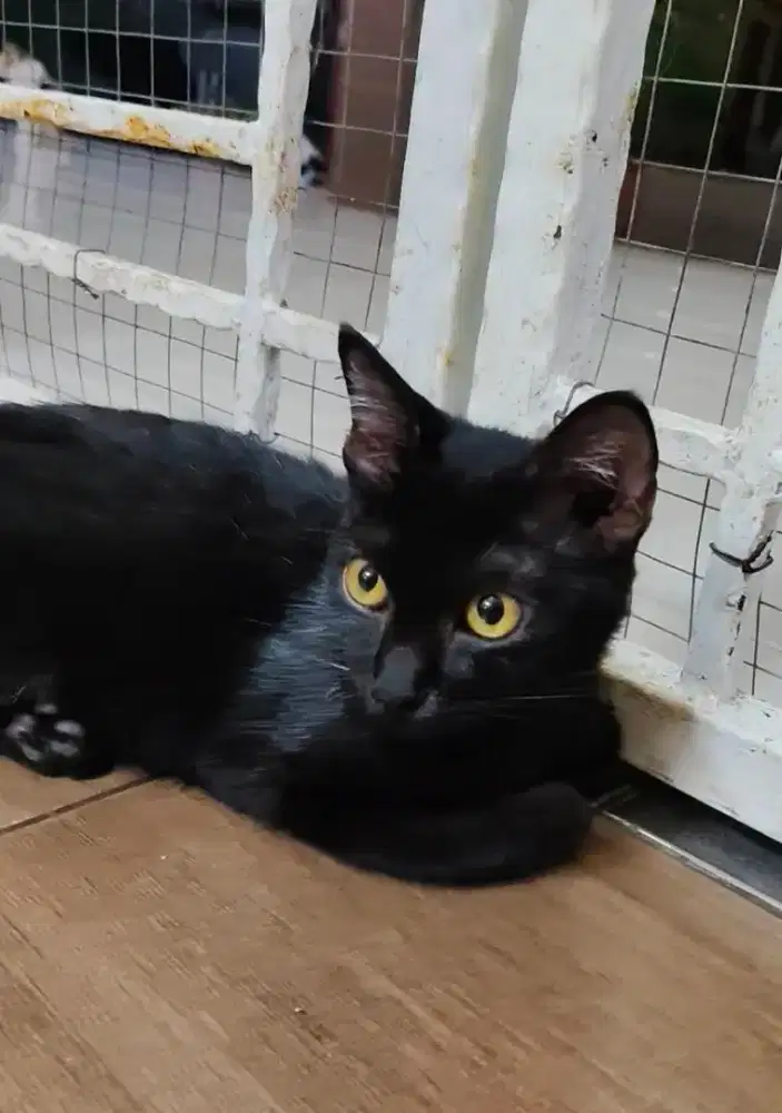 Munchkin non standart