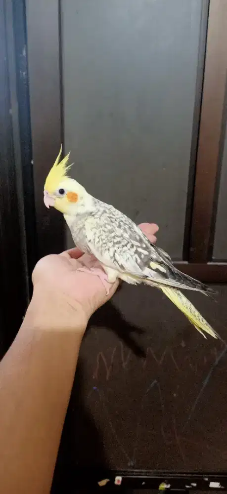 Burung Parkit Australia Falk