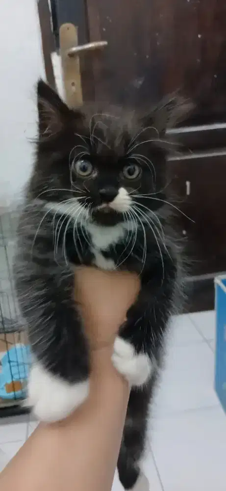 KUCING PERSIA KITTEN JUAL MURAH