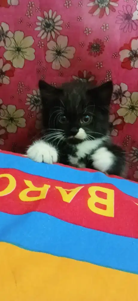 KUCING PERSIA KITTEN JUAL MURAH