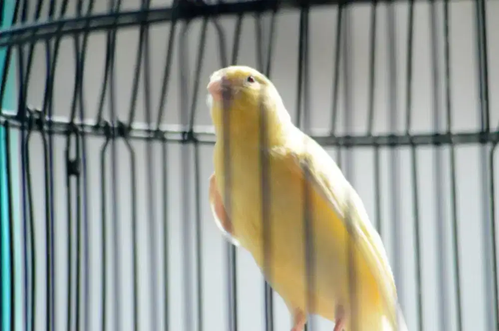 AF-ori Mentahan Wiksar