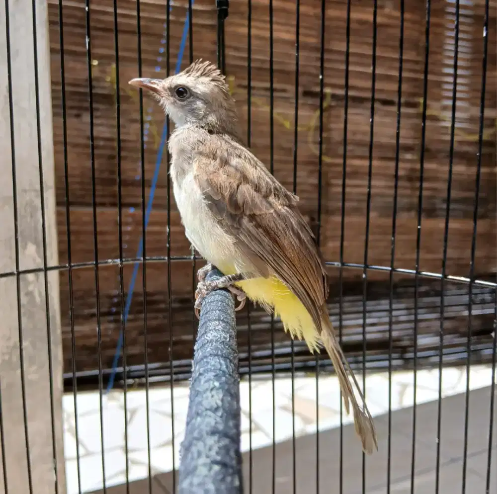 Burung trucuk lokal jatim