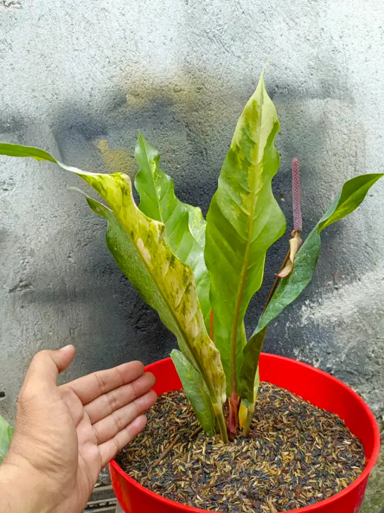 Anthurium Hokery Variegata Putih