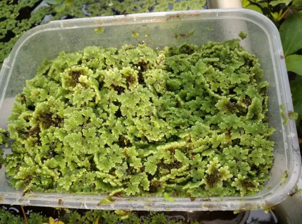 Azolla pakan hewan bernutrisi